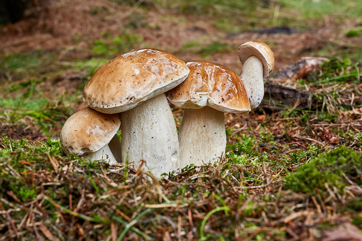 Двойник белого гриба