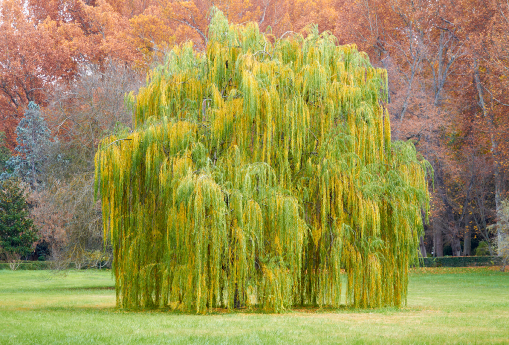 Willow alebo Žltá vŕba