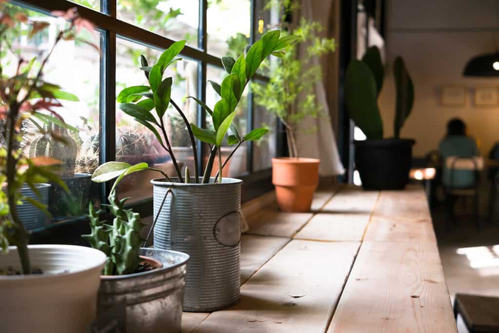 izbové rastliny